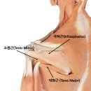 어깨통증 삼대장! 극하근·대원근·소원근 Trigger Point 풀기!!!!! 이미지