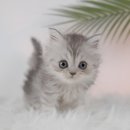 대구고양이분양 도로시펫 이미지