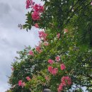 충의사 | 상주 가볼만한곳 배롱나무 가득한 충의사