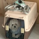 도그모루 애견유치원 이미지