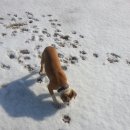 똥강새이 이미지