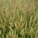 지초한의원 이미지