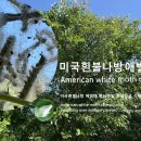 미국흰불나방 애벌레 이미지