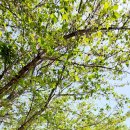 연사1길 이미지