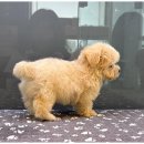 상상도그 이미지