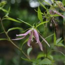 홍사초롱 이미지