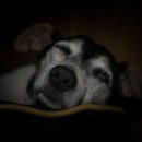 낭창한 강아지 이미지