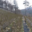 선해농장 Daum카페