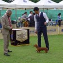 애견미용 이미지