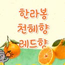 온주농장 | 한라봉 천혜향 레드향 차이, 뭘 사야 내 입맛에 맞을까?