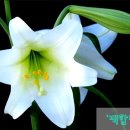 백합미용실 이미지