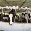 덕진목장 이미지