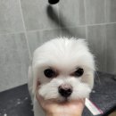 보라애견미용실 이미지