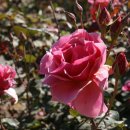정원flower