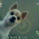 도그매니져 네이버블로그
