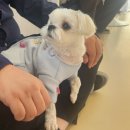 멍그라운드 | 수원 애견카페 멍그라운드 후기(주차 및 예약 정보)