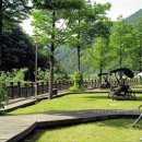 내린천 자연세상 이미지