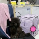 크러쉬 푸들 이미지