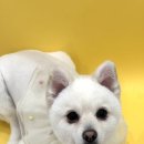 멍쓰홀릭 이미지