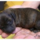 쿠어츠바인에 이미지