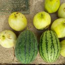 산우 농장 이미지