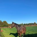 승리목장 이미지