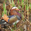 원앙공원 이미지