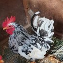 상방농장 이미지