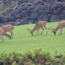 평안목장 이미지