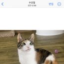 도도 켄넬 이미지