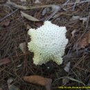 흰가시광대버섯(추정) 이미지