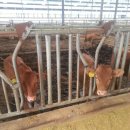 정근목장 이미지