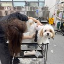 김포에이스애견미용학원 | 김포애견미용학원 전업주부의 리얼 후기