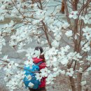 2025 회룡포 봄꽃축제 이미지