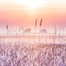 독지리 | 수섬의 여명과 반짝이는 삘기들_ 이제는 사라져가는 눈부신 일출의 순간