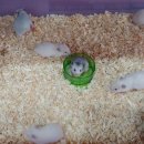 우진펫 이미지
