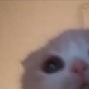 고앤헤어
