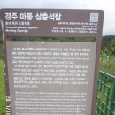 토함산 / 경주 이미지