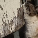 로얄동물메디컬센터 강동 이미지