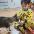 은계동물병원 | 시흥 은계지구 &#34;그루머스 스튜디오&#34;에서 경험한 고양이 무마취 미용 후기