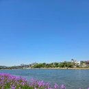 영천강변공원 공중화장실(2) | 영천강변공원 보라유채꽃밭 2026