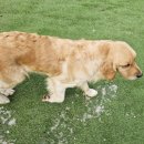 리틀파우스 이미지