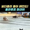 보더콜리 몰이 레전드! 훌라후프 미션 이미지