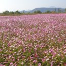 한국무용창부타령 | 과욕 및 허욕에 대한 경계,골계미,풍자적,우의적, 현실성 있는 소재,사실적 표현,조선후기 판소리계 소설,