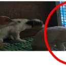 공룡로 이미지