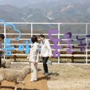 동물농장 이미지