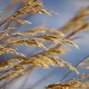 금곡 스크린 골프 이미지