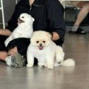 도그민 | 부산 광안리 오션뷰 애견카페 &lt;도그민&gt; 내돈내산 방문 후기+주차정보