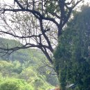 멍멍이 날다 이미지