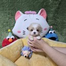 더건강365 | 김제강아지분양 냄새가 1도 없고 깨끗한 곳이라 더 건강한 아이 맞이한 후기